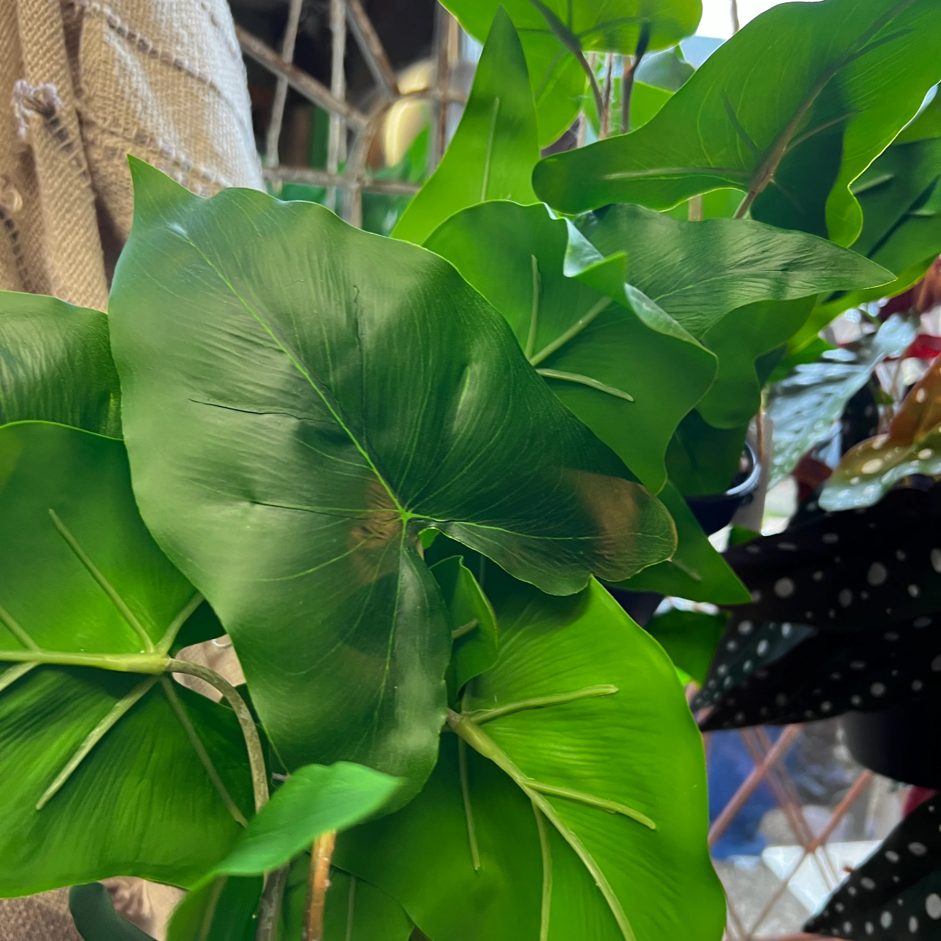 Ornamental Hanging Araceae Vine in Black Pot