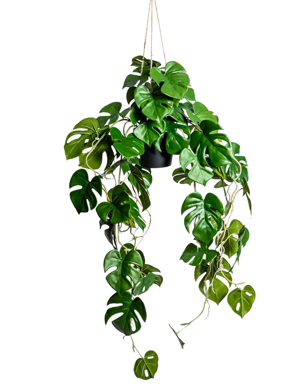 Ornamental Hanging Monstera Vine in Black Pot